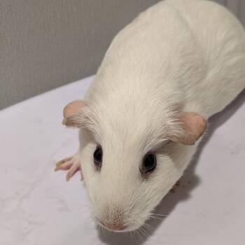 Rescue Guinea Pig Guinea Pigs for Adoption in Tampa, Florida - Wheeble | PetCurious